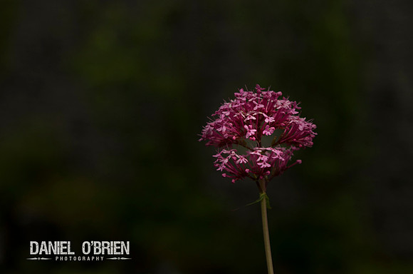 IMGP7172