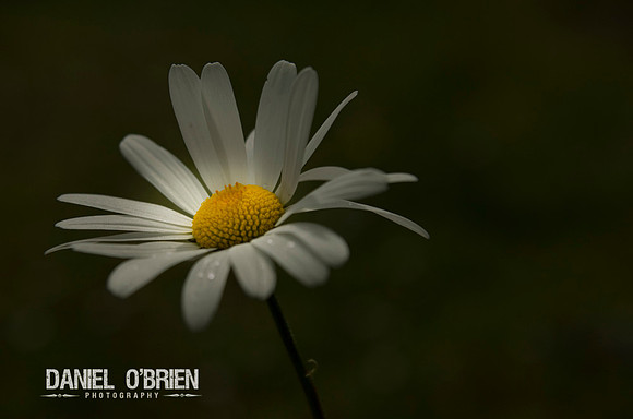 IMGP7171