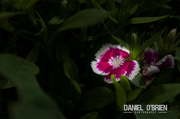 DOBP0436