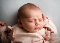 Holly 8155019