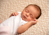 Rose 0455005