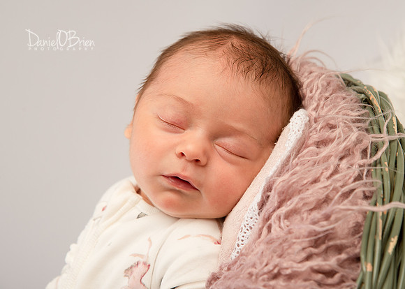 Rose 0555049