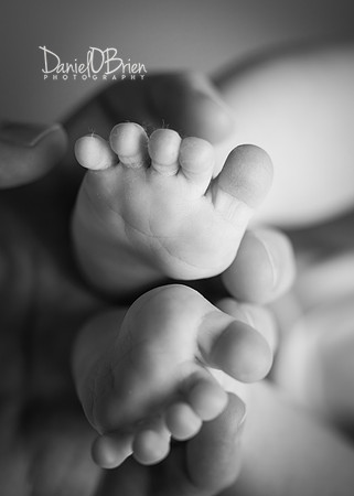 Noah 2979032