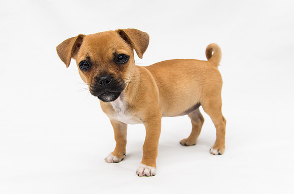 Chihuaha-dog-in-white-background