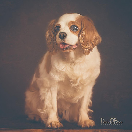 Cavalier-king-charles-spaniel-dog