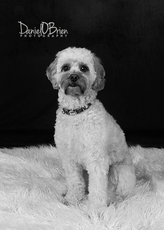 Oisín 0189044