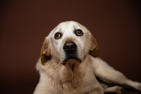 Hynes20203175005