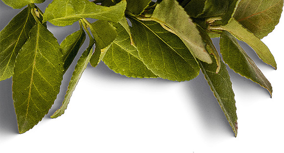 leaves-top