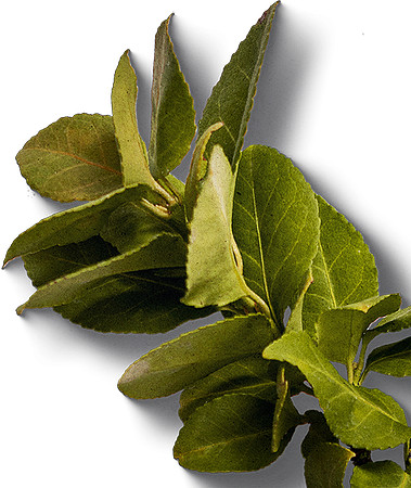 leaves-bottom