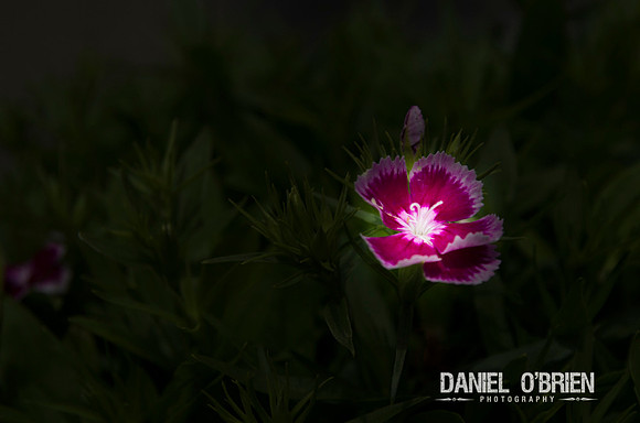 DOBP0444